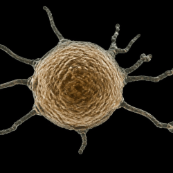 Ancient Architects: How Bizarre Microbes Are Rewriting the Story of Complex Life